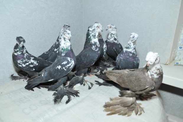 Узбекские бойные голуби бывают разных окрасов