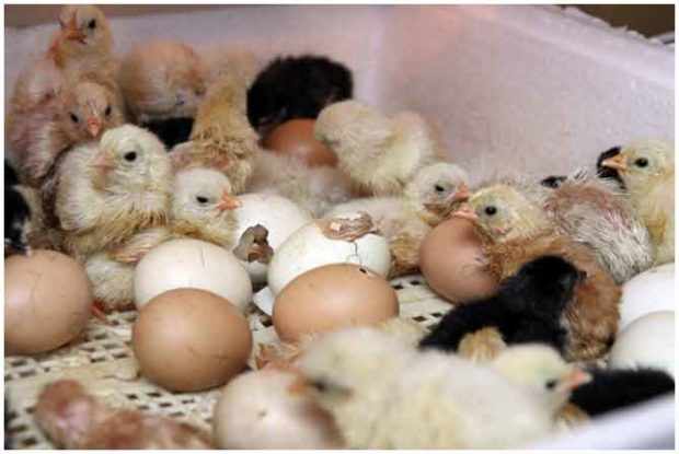 Вылупливание цыплят в инкубаторе Идеальная наседка