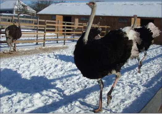 Зимняя прогулка для страусов