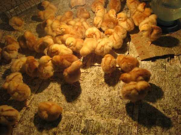Цыплят Ломан Браун в брудере