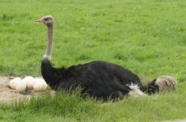 Самец страуса высижывает яйца