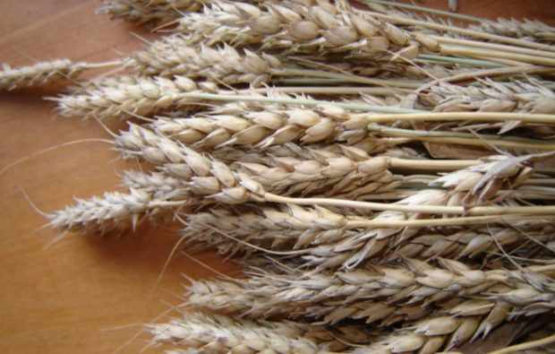 Кантегирская пшеница
