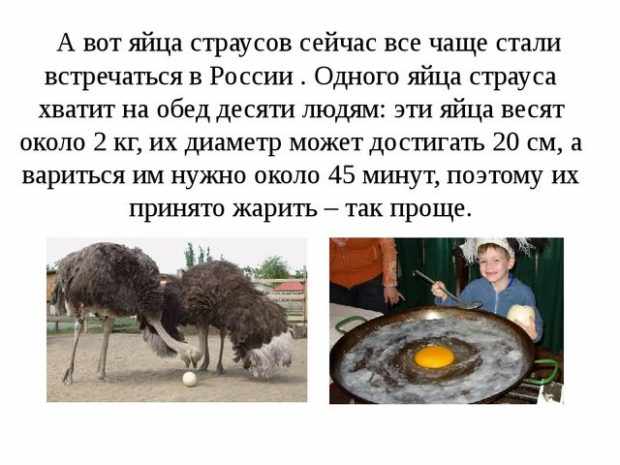 Яйца страусов - факты