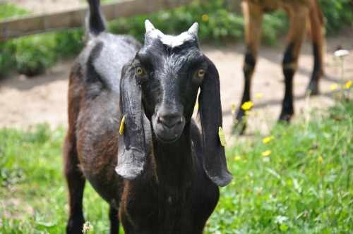 Черная баладийская порода коз