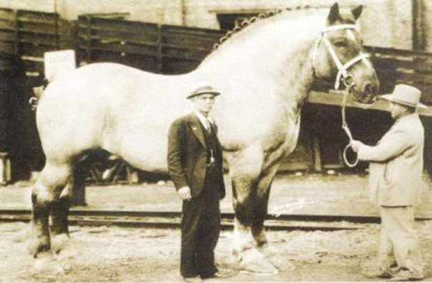 Самый большой конь в мире имел кличку Биг Джейк