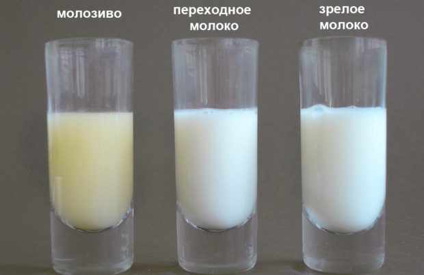 Разница между молозивом и молоком