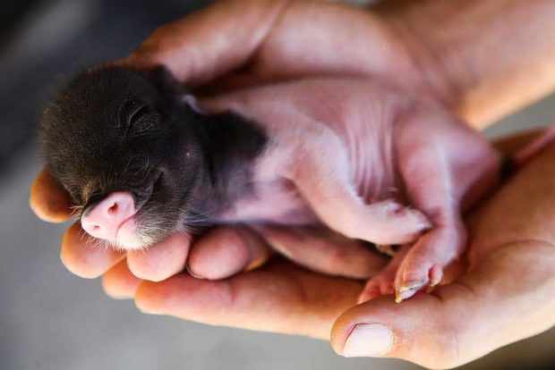 Новорожденная мини свинка