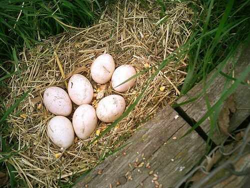 Гнездо павлина для высижывания яиц