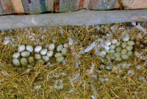 Яйца индоутки в гнезде