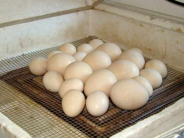 Яйца павлина - размер зависит от возраста самки