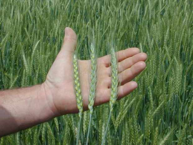 Колоски озимой пшеницы