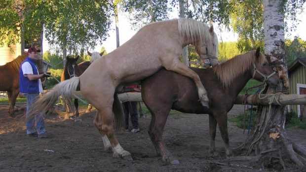 Спаривание коней в загоне