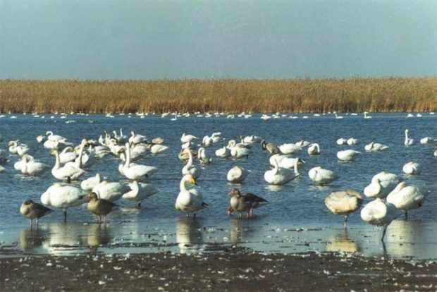 Астраханский заповедник - лебеди