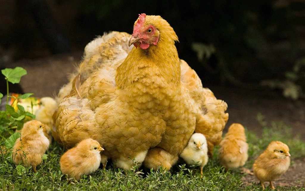 Наседка с цыплятами