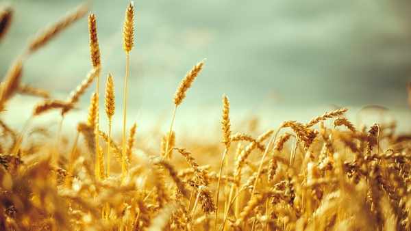Созревание пшеницы