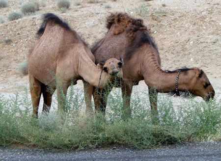 Верблюды Арвана разводят в России