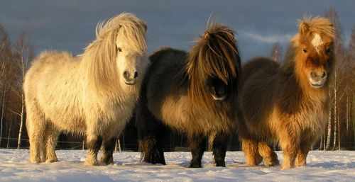 Дикие шетлендские лошадки пони