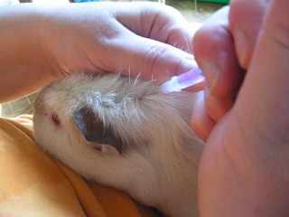 Лечение свинки уколами
