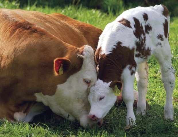 теленок с мамой