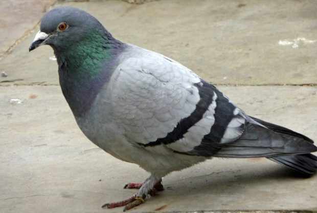 Сизый голубь - самая распространенная порода