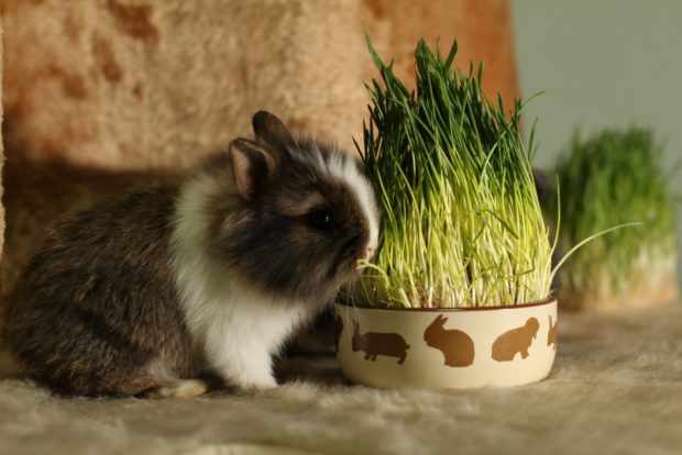 Выращивание травы для кроликов