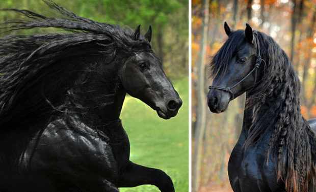 Фридрих Великий самый красивый фризский конь