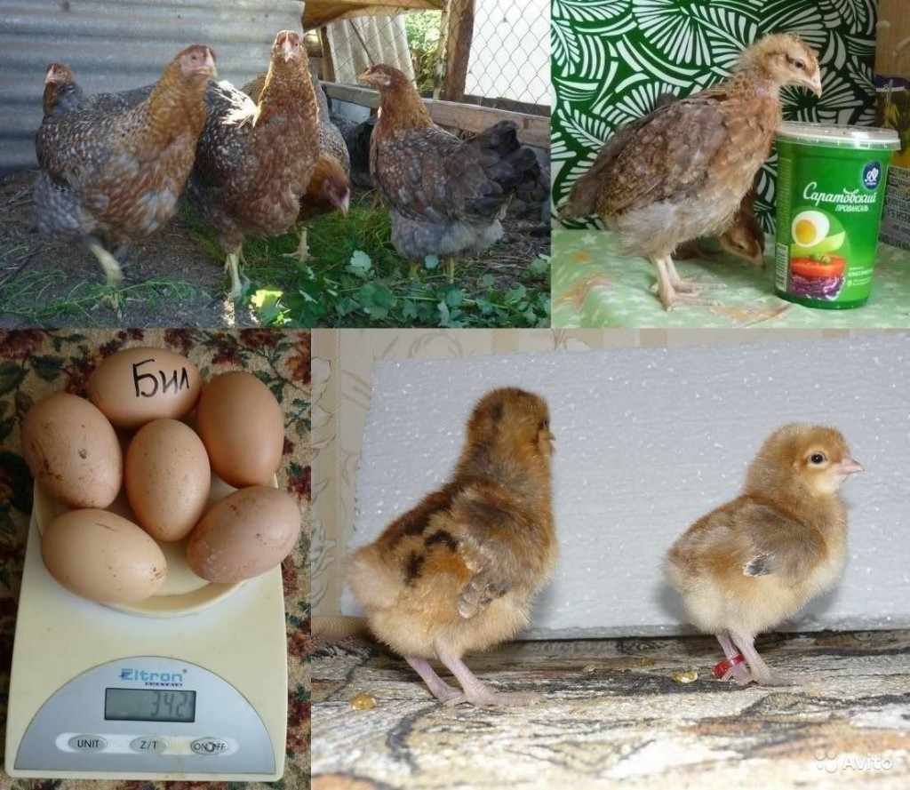 Яйцо и цыплята Билефельдер 