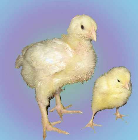 Бройлер и цыпленок одного возраста - сравнение