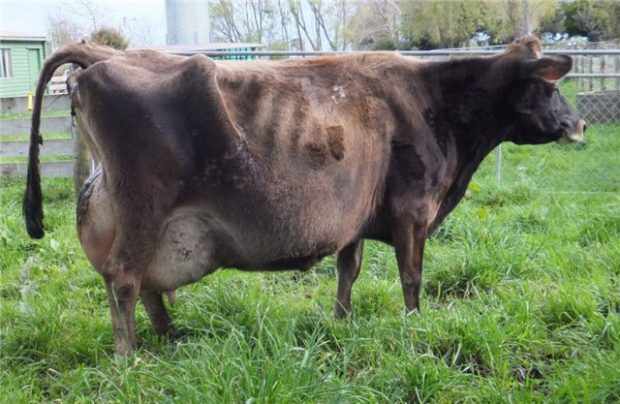 Корова с кетозом