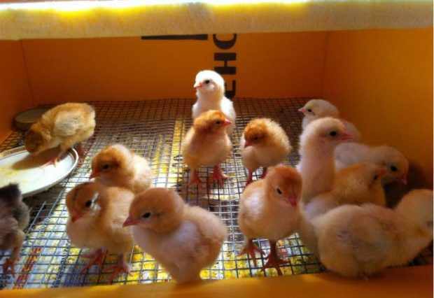 Содержание цыплят в инкубаторе первые дни