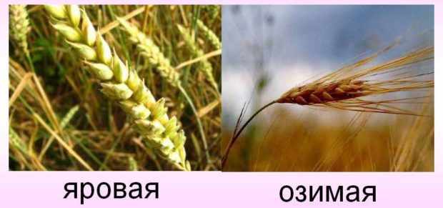 Яровая и озимая пшеница