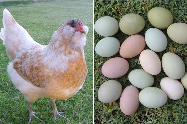 Амераукана и ее яйца