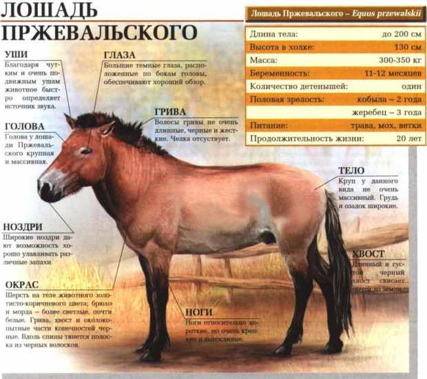 Описание породы лошадей Пржевальского