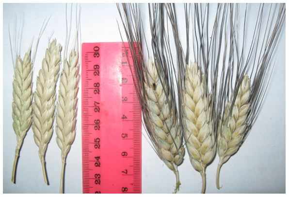 Виды пшеницы