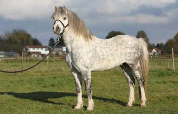 Уэльская порода лошадок