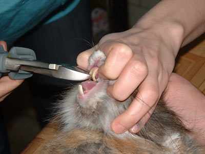 Лечение зубов у ветеринара