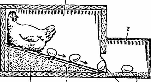 Схема гнезда с яйцесборником