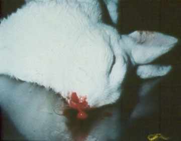Кровоизлияние и гибель кролика при вгбк