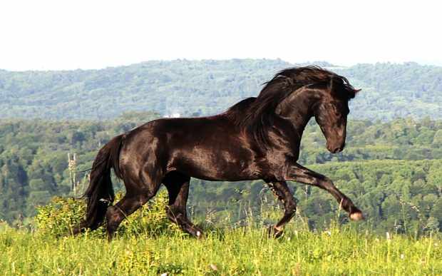 Карачаевская порода коней