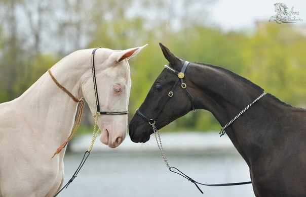 Черная и белая лошадь ахалтекинской породы