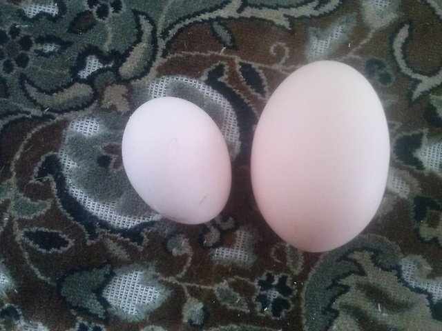 Размеры яйца кур Доминант