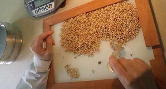 Анализ пшеницы в лаборатории