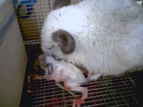 Новорожденный щенок шиншиллы