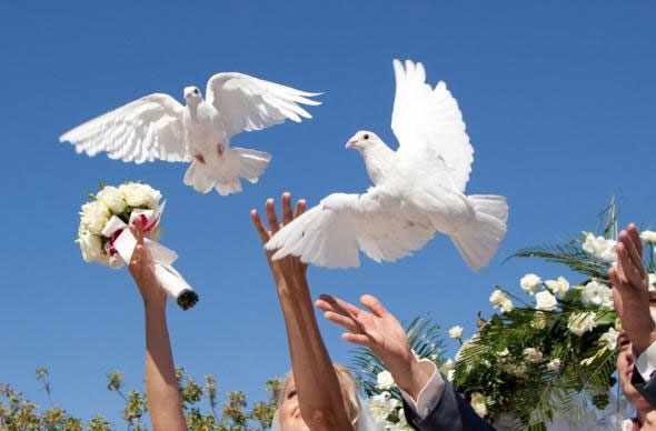 Выпускание голубей на свадьбе