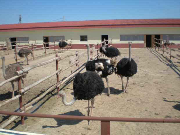 На ферме Русский страус