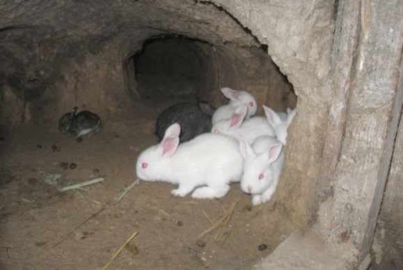 Кролики в норах