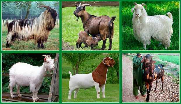 Разные породы коз