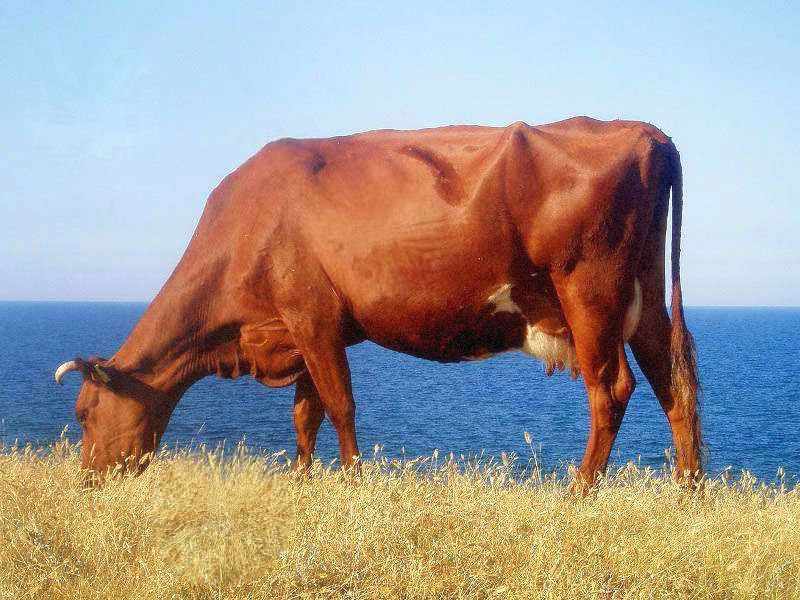 Красная степная корова