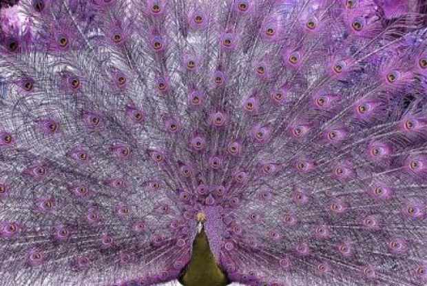 Пурпурный подвид павлина