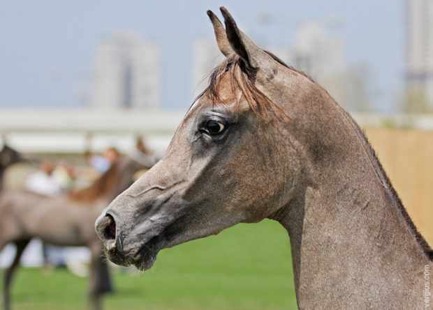 Голова лошади арабскойпороды